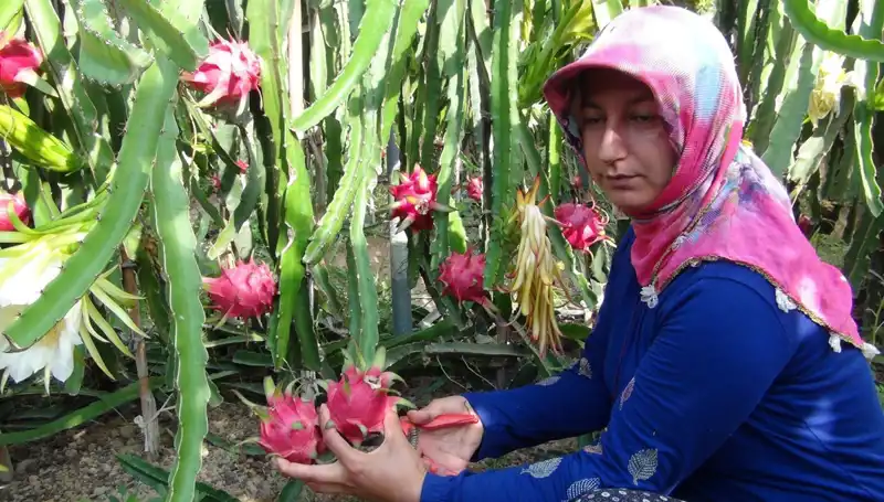 Kilosu 200 TL'den Satılan Pitaya: Emeklilik Sonrası Yeni Başlangıç