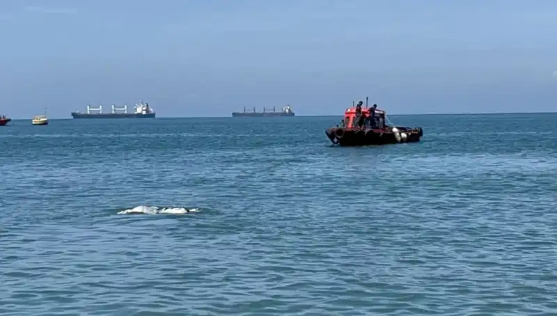 Denizin Ortasında Angus: Şaşkınlık Yaratan Doğa Olayı