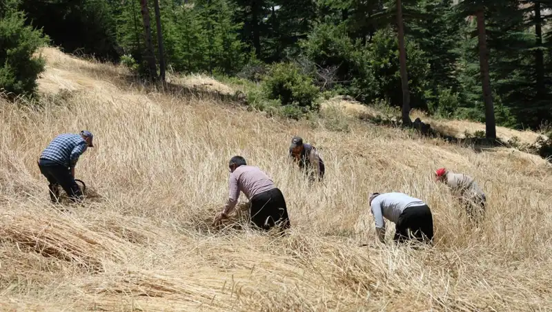 Teknolojinin Ulaşamadığı Tarla: Geleneksel Hasat Yöntemleri Geri Dönüyor