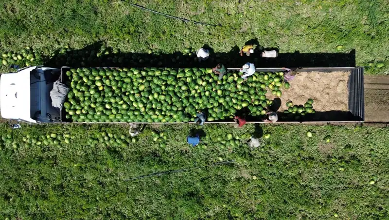Bafra Ovası’nda Karpuz Rekoltesi 94 Bin 500 Ton Olacak!