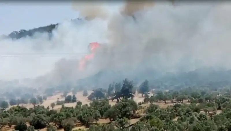 İzmir Orman Yangınları: Kıyasıya Mücadele ve Alınan Önlemler