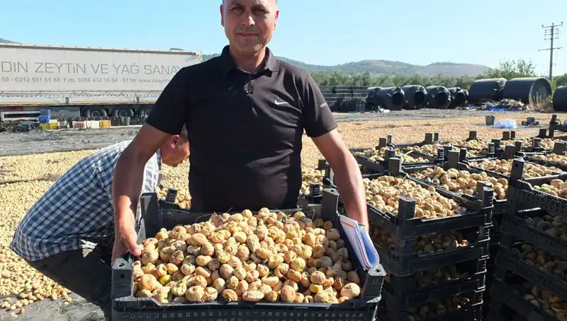 Balıkesir'de Hasat Sezonu: Çin ve Rusya'ya İhracat Fırsatları