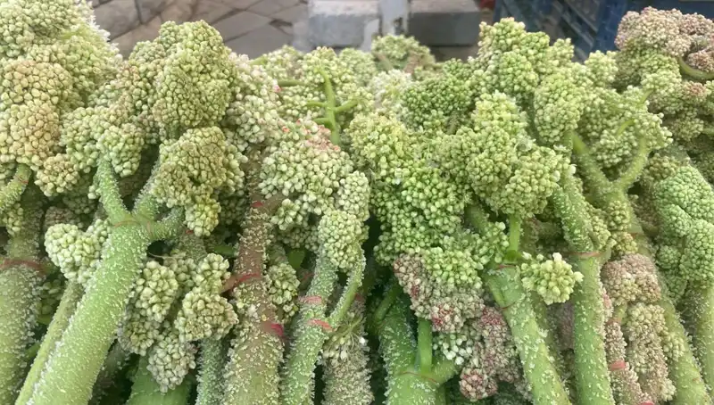 Dağların Şifası: Şekerin Kalp ve Sarılığa Olan Faydaları