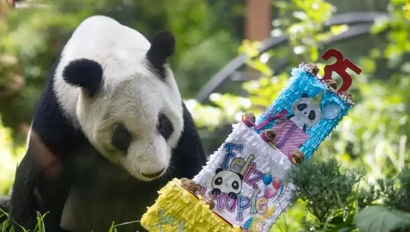 Dev Panda Xin Xin, 35. Yaşını Kutlamak İçin Ziyaretçilerini Bekliyor