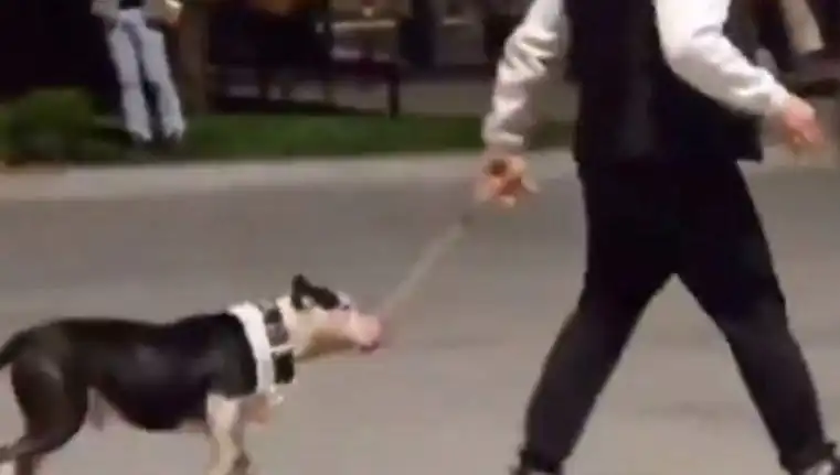 Ağızlıksız Pitbull, Diğer Köpekleri Saldırdı: Sahiplerine Cezada Bir İlk!