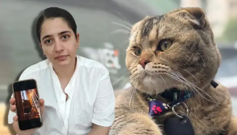 Kedi Sevdası Evliliği Sarsıyor: "Eşim Kedi Yüzünden Beni Boşayacak"