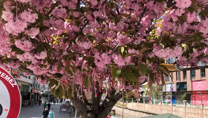 Süs Erik Ağaçlarına Martenitsa Bağlama Geleneği Göz Kamaştırıyor