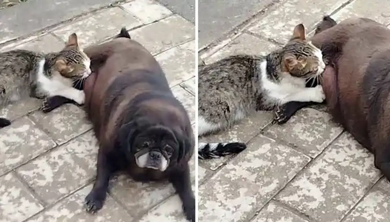 Erzurum Sokaklarında Gözleri Dolduran Dostluk: Köpek ve Kedi Aynı Yuva İçin Birleşti