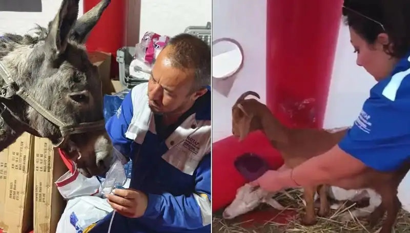 Yangından Etkilenen Eşeğe Oksijen Maskesi İle Hayat Verildi!