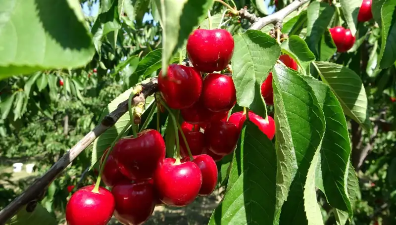 Bu Yıl Çay Hasadı Rekor Kırıyor: İddialı Bir Sezon Başladı!
