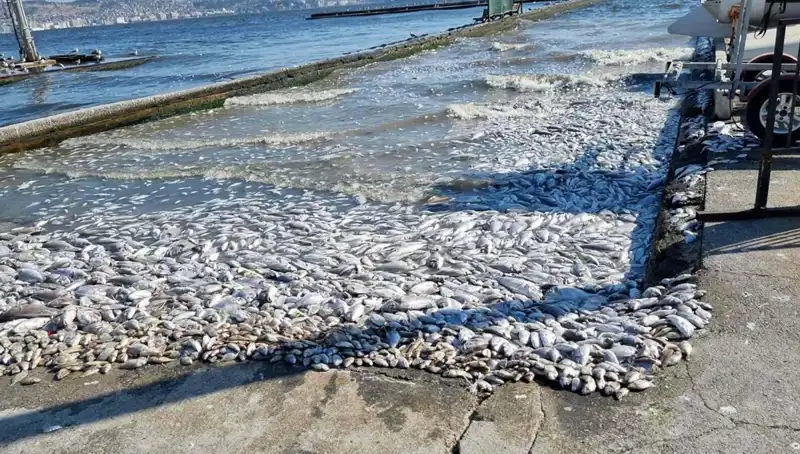 İzmir Körfezi'nde Temizlik Seferberliği: Yenilikçi Projeler Hayata Geçiyor