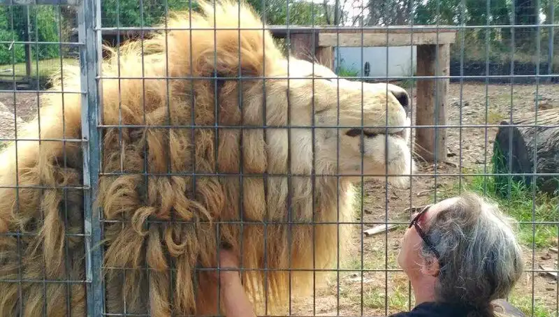 Avustralya'da Kan Donduran Aslan Saldırısı: Kadının Kolunu Kafes İçinden Kaptı