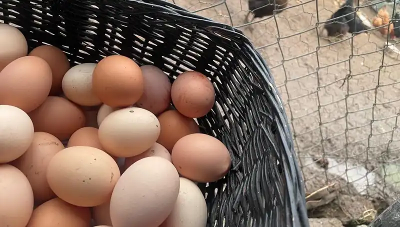 Dünyanın En Ucuz Proteini: Okul Döneminin Ekonomik Çözümü
