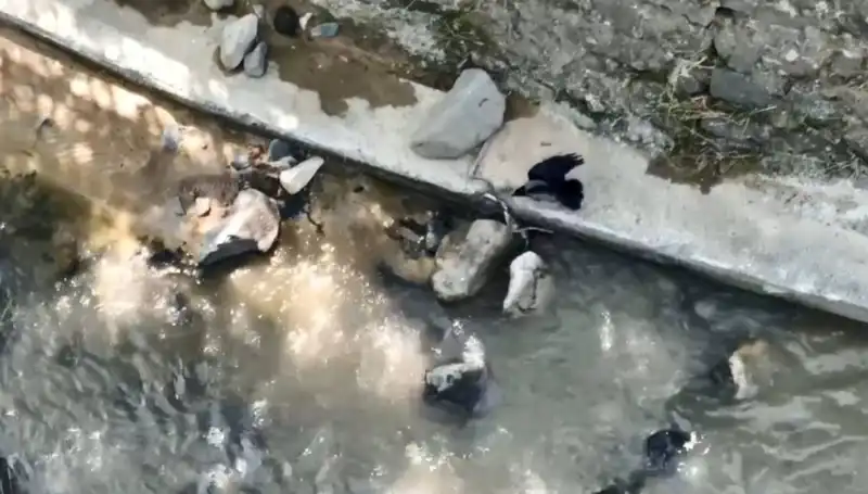 Karga ve Yılanın Mücadelesi: Doğanın Şaşırtıcı Anlarına Tanıklık Edin!