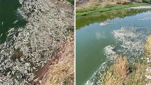 Karasu Çayı’nda Gizemli Balık Ölümleri: Nedeni Araştırılıyor