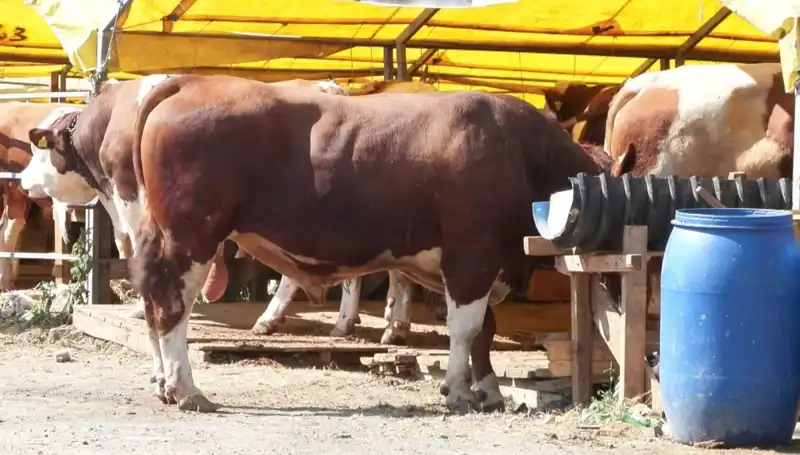 Kurban Pazarlarında Hareketlilik: Alıcı ve Satıcı Arasında Koşuşturma Başladı!