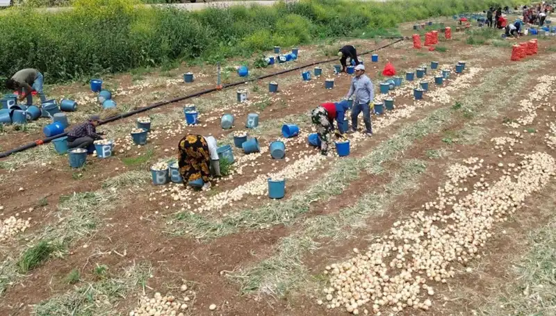 Soğan Hasadı Başladı: Fiyatlar Düşüyor, Pazarlar Canlanıyor