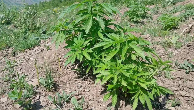 Bingöl'de Operasyon: Kenevir ve Kaçak Tütün Ele Geçirildi