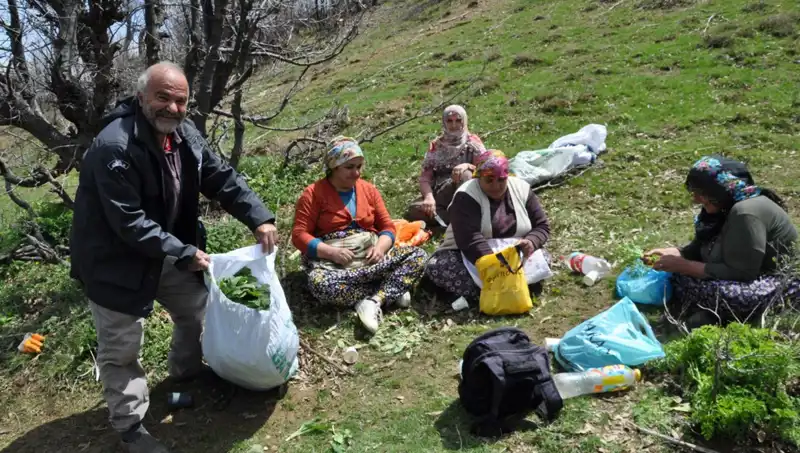 Yürüyerek Topladıkları Kilosu 250 Lira: Aileler İçin Geçim Kaynağı