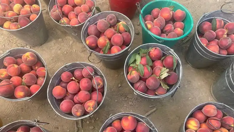 Yeni Hasat Sezonu Cemreleri: Çiftçilerin Yüzü Gülüyor, Fiyatlar 100 Liraya Ulaştı!