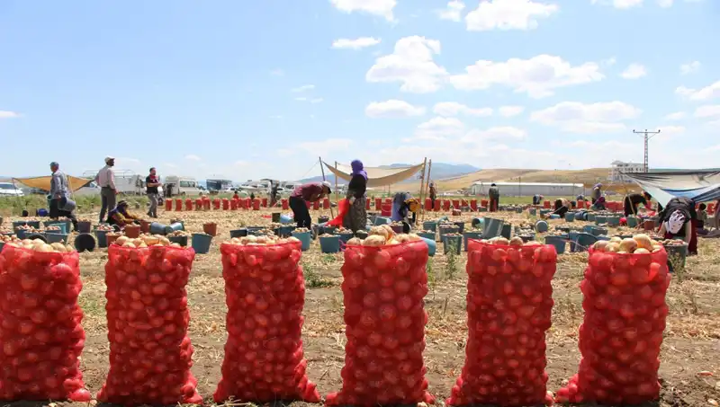Amasya Elması, Avrupa ve Rusya Pazarında Büyük İlgi Görüyor