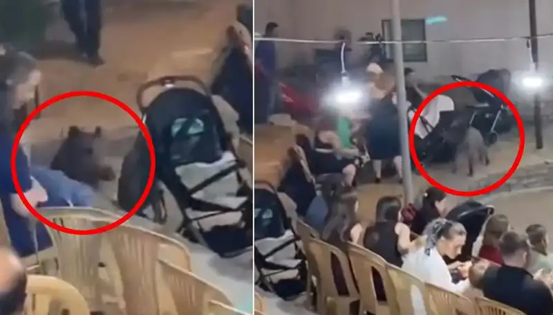 Düğün Törenine Aniden Giriş Yapan Yaban Domuzu Şaşkınlık Yarattı!