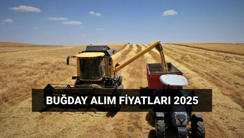 Hububat Alım Ücretleri Yatacak mı? 2025 Fiyatları ve TMO Açıklamaları