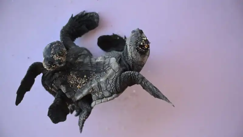 Görenler Hayrete Düşürüyor: Seyrek Görülen Siyam İkizi Caretta Carettalar