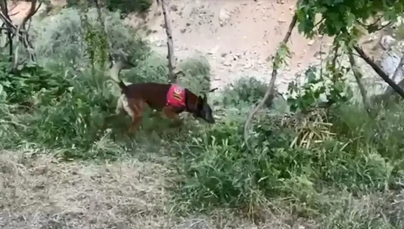 Dere Kenarındaki Gizli Esrarı Dedektör Köpek Buldu: Şok Eden Detaylar