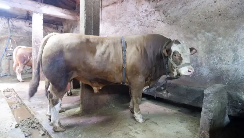 1 Ton 200 Kilo Esrar Alıcısını Buldu: Fiyatı Daha Önce Görmediğiniz Kadar Yüksek!