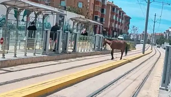 Eskişehir'de Tramvay Raylarında Başına Buyruk Gezen At Vatandaşları Şaşkına Çevirdi