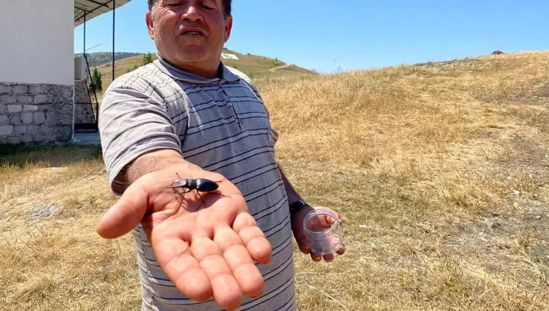 Sivas'ta Görülen O Böceği Öldürmenin Cezası 557 bin TL!