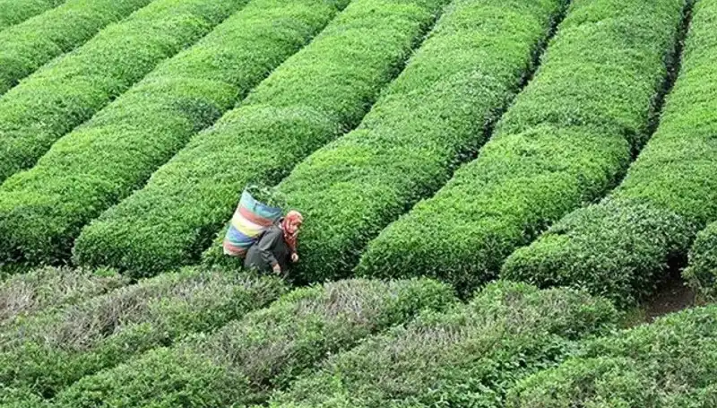 ÇAYKUR, Bayramda Yaş Çay Alımına Devam Edecek İle Üreticileri Sevindiriyor!