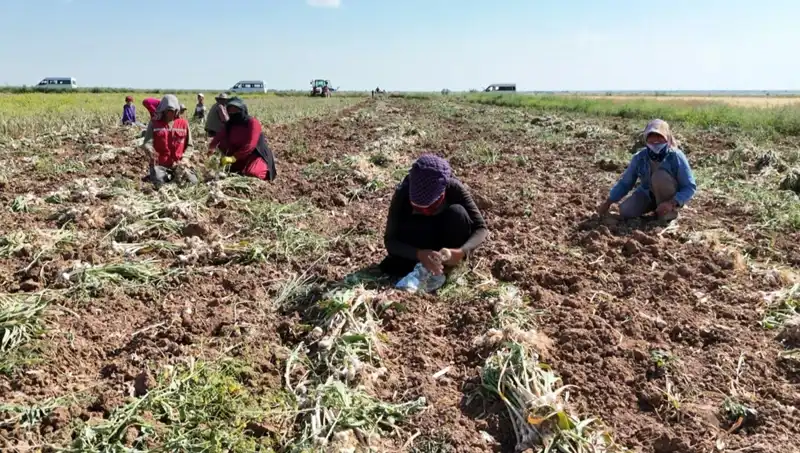 Avrupa'nın Antibiyotik Hasadı: Rusya, Almanya ve İspanya'nın Yenilikçi Çözümleri