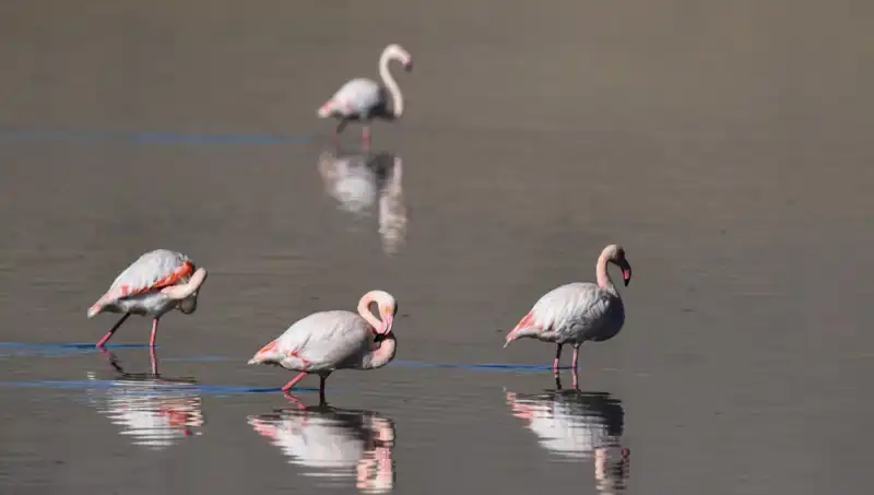 Flamingoların Evi Kuraklıktan Nasıl Etkileniyor? Kuş Cenneti Tehlikede