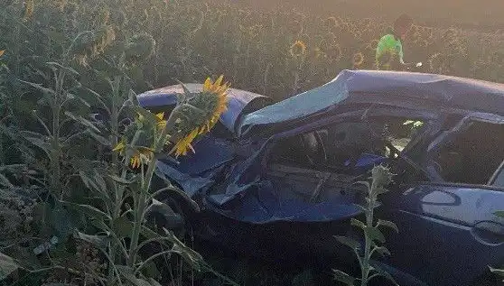 Otomobil Ayçiçeği Tarlasına Devrildi: Yaralılar ve İlginç Detaylar