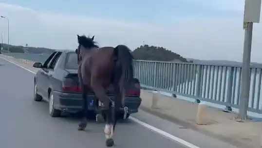 Adana’da Şok Eylem: Atı Eziyet Eden Kişi Tutuklandı!