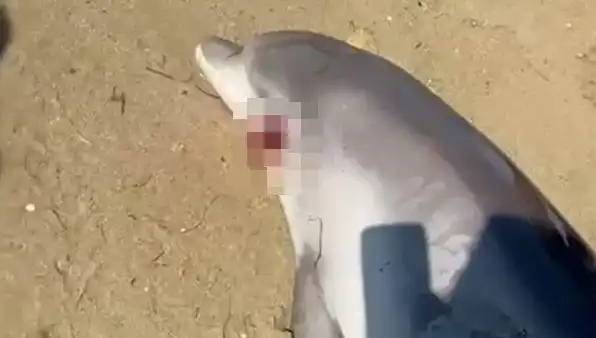 Yalova Kıyılarına Vuran Ölü Yunus, Halkı Tedirgin Etti