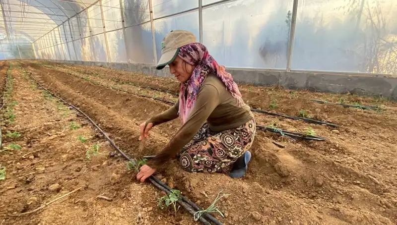 Tarımda Devrim: Fideler Toprakla Buluşuyor ve Çiftçiler Her Gün 6 Saat Çalışıyor