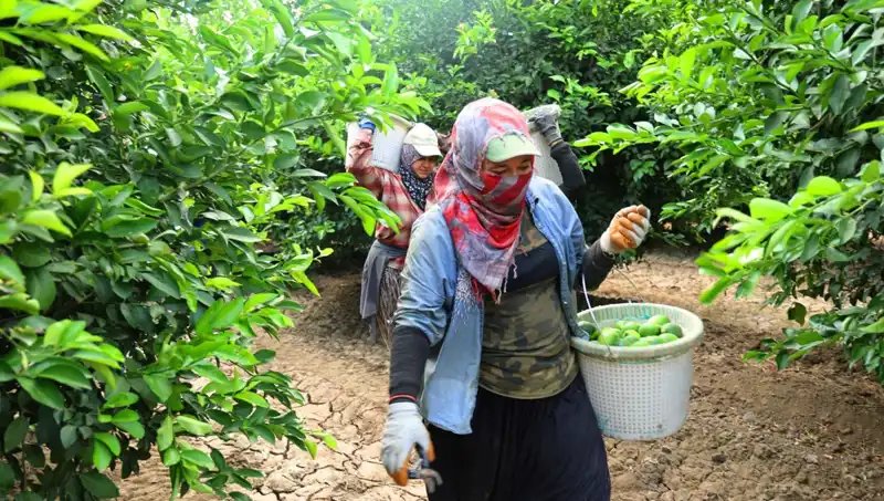 Markette Kilosu 150 Lirayı Aşan Ürünlerde Fiyat Düşüşü Umudu: Hasat Başladı