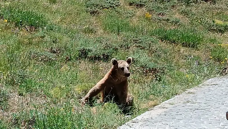 Nemrut Dağı’na Gidenler için Boza Uyarısı: Dikkat Edilmesi Gerekenler