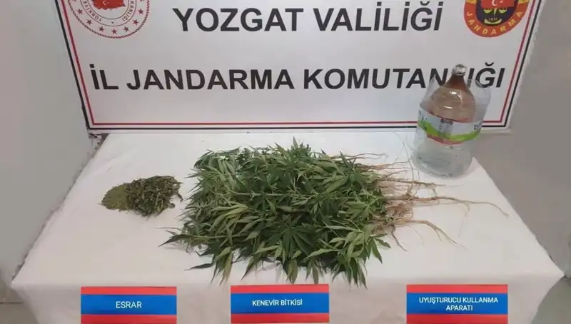 Yozgat’ta 40 Kök Kenevir Operasyonu: Uyuşturucu ile Mücadele Aralıksız Devam Ediyor
