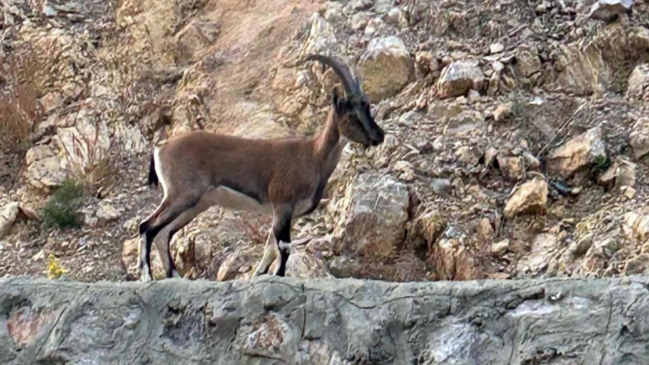 Yaban keçisi avlayan kişiye rekor ceza