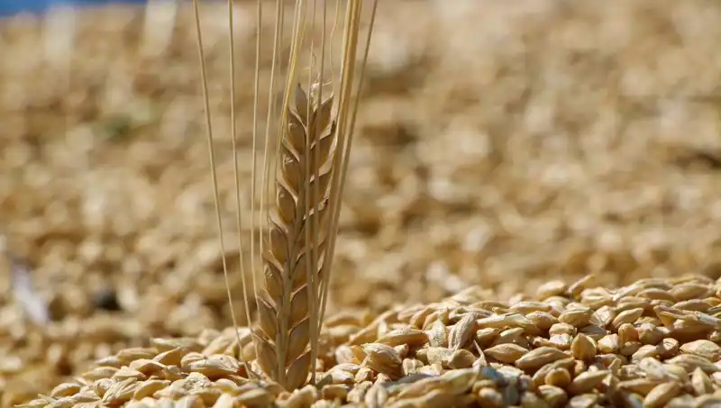 TMO 2025 Buğday Satış Fiyatları Açıklandı: Buğday, Arpa ve Yulafda Son Durum Ne?